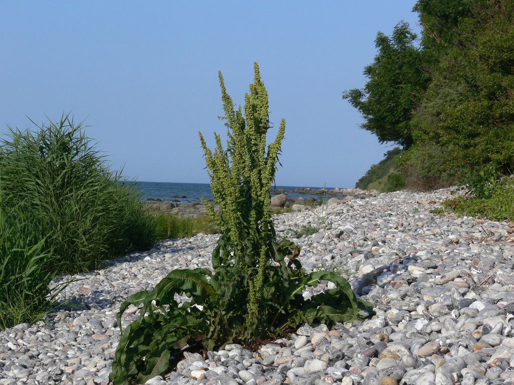 Rügen – cliff / stone beach 