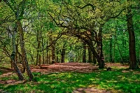 Sherwood Forest -strongly discourages- naturism in warning to visitors1 